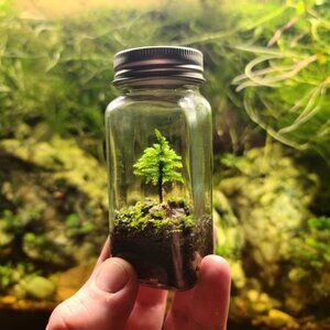 Miniature Tree Desktop Terrarium